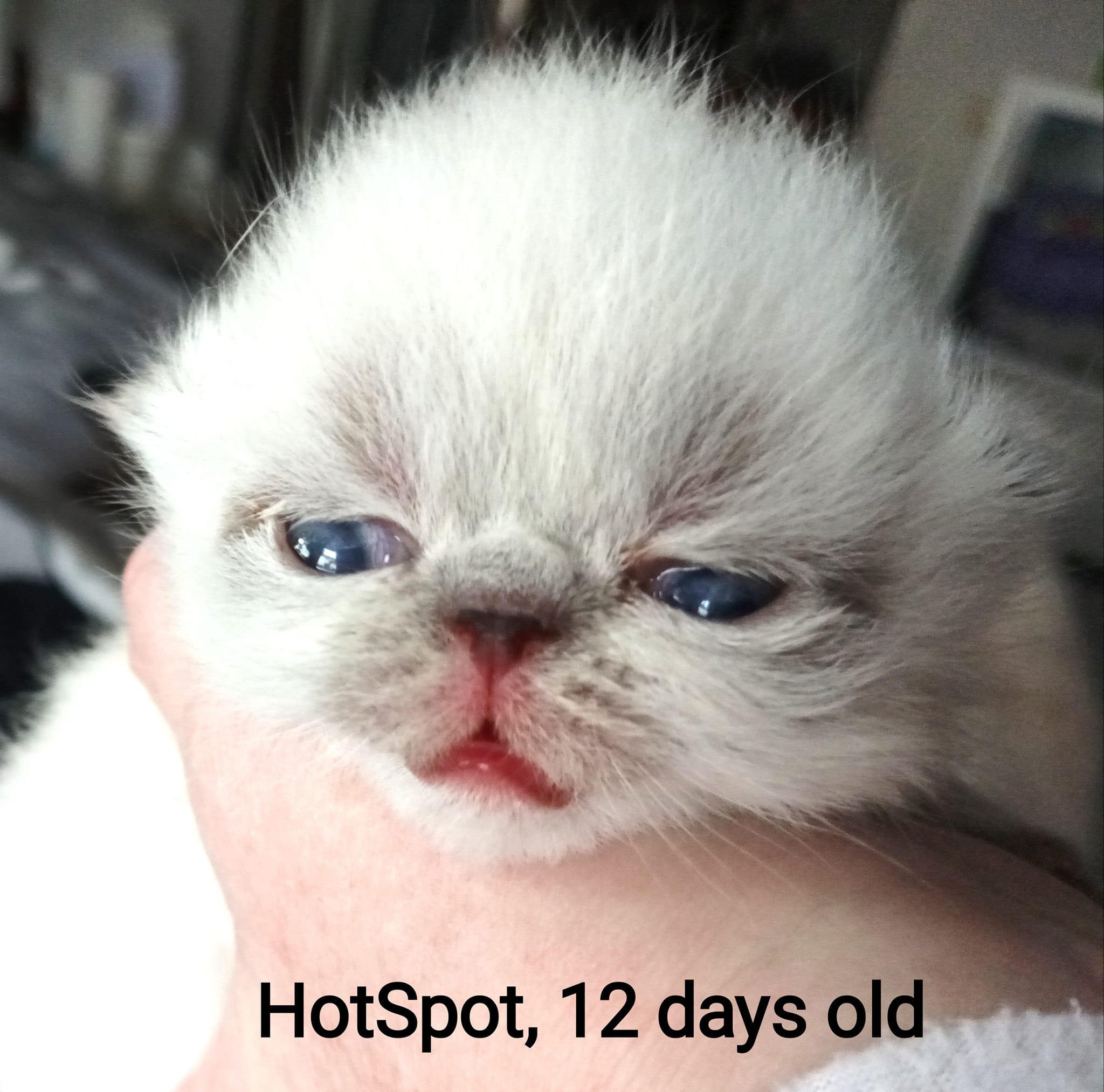 HotSpot_12days